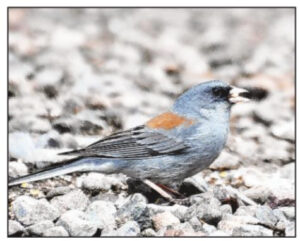 Birds of Ouray County