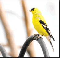 Grandpaâs âwild canaryâ â the Goldfinch