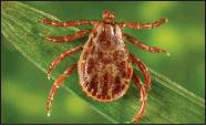 Health officials warn: Ticks thrive in wet weather