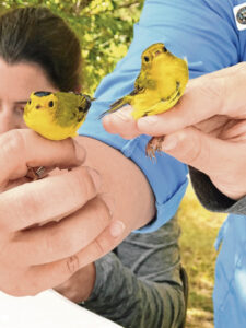 Birds of Ouray County: A marvel of migrationâWilsonâs Warbler