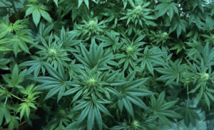 Commissioners to discuss possible retail marijuana moratorium