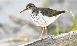 The unusual spotted sandpiper