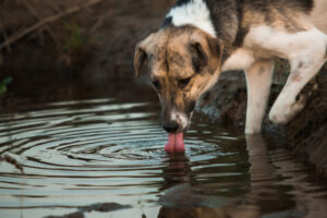 Dog tests positive for leptospirosis