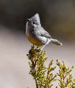 Juniper Titmouse isn’t so plain after all