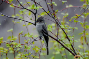 Birds of Ouray County: Western Wood-PeWee hard to ID, easy to like