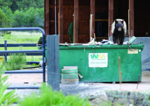 Bear activity picks up in county