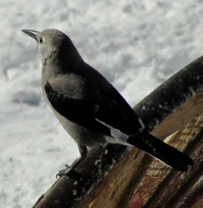 Birds of Ouray County – Clarkâs Nutcracker: The seed-caching corvid