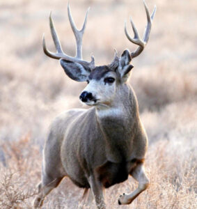 Deer, elk populations close to target levels