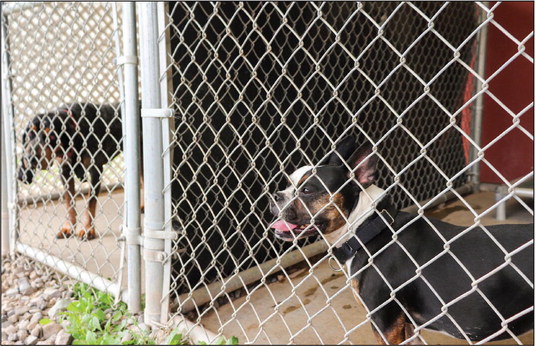 No doggone room at animal shelter