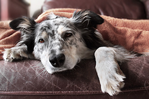 Canine respiratory illness hits county