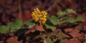 Oregon-grape: A feast for more than the eyes