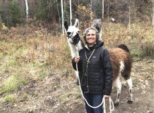 Long lost llamas recovered