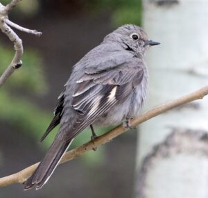 The juniper and the Townsend’s Solitaire