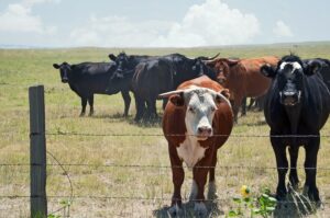 Cattle rustling suspected in region